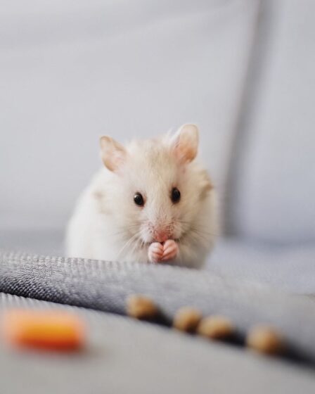 close up photo of white mice