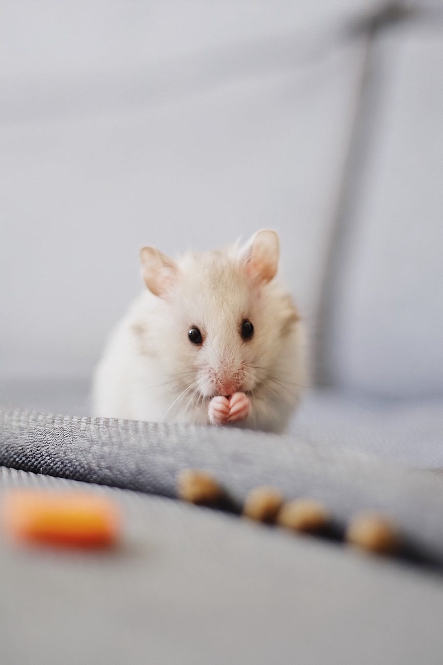 close up photo of white mice