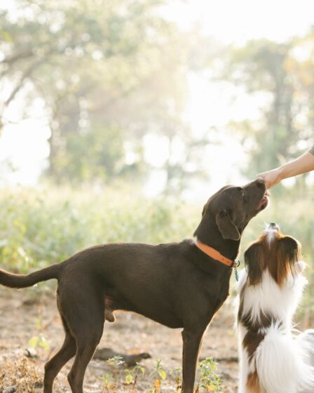 crop faceless person feeding adorable dogs in countryside