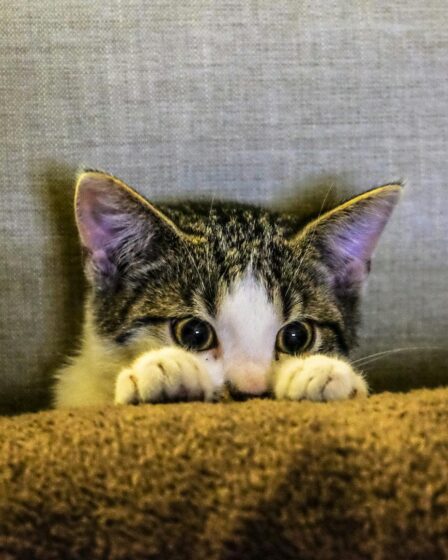 cute kitten hiding behind a pillow