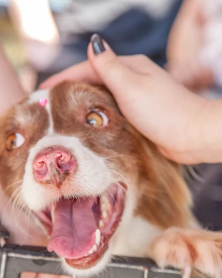 Free puppy being petted hands