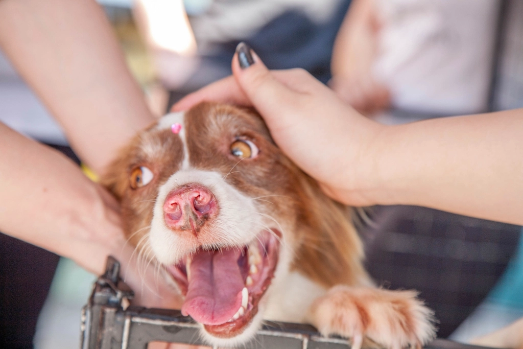 Free puppy being petted hands