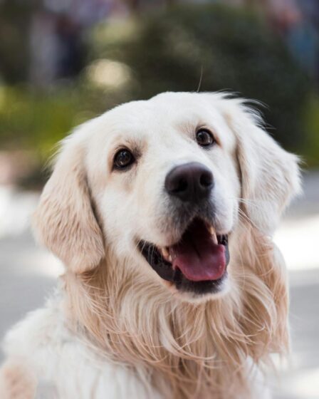 adult golden retriever close up photography