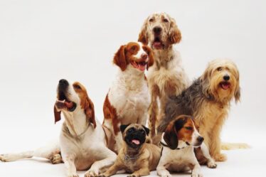Brazilian Pet Foods