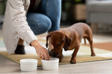 alimentos