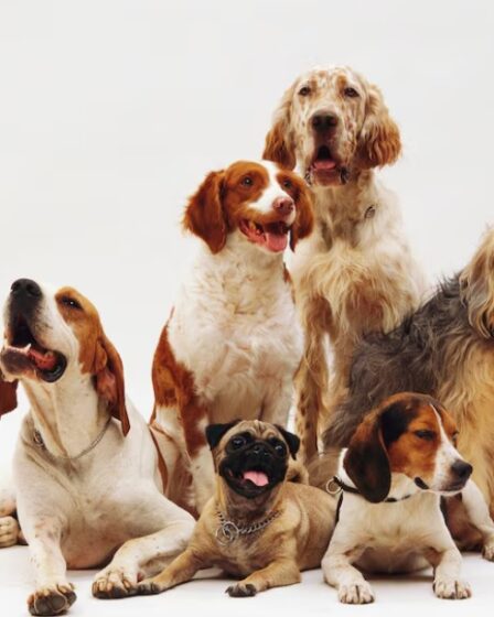 Brazilian Pet Foods