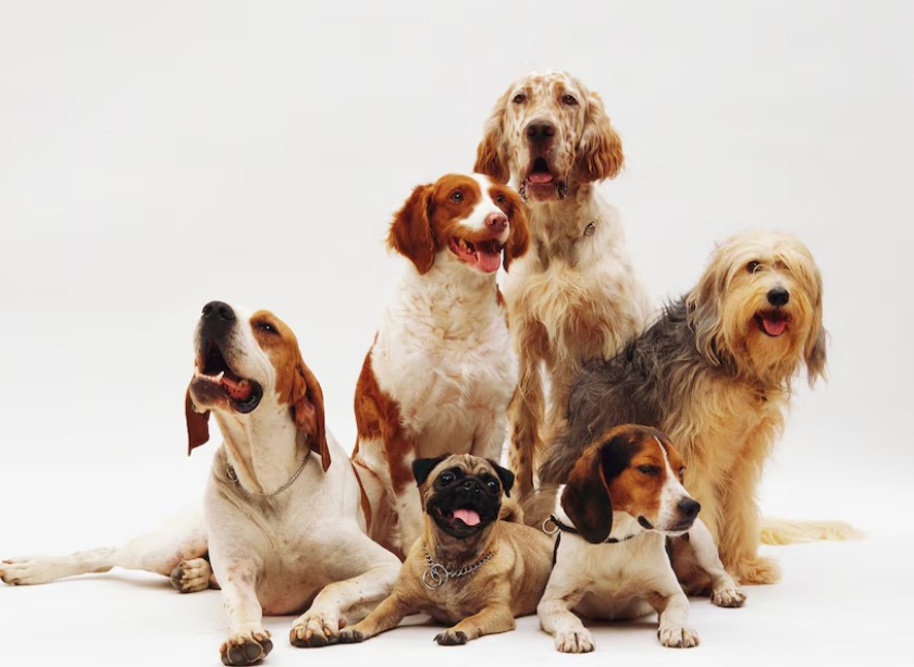 Brazilian Pet Foods