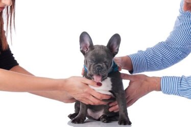 guarda de pets