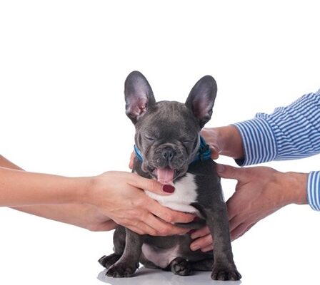 guarda de pets