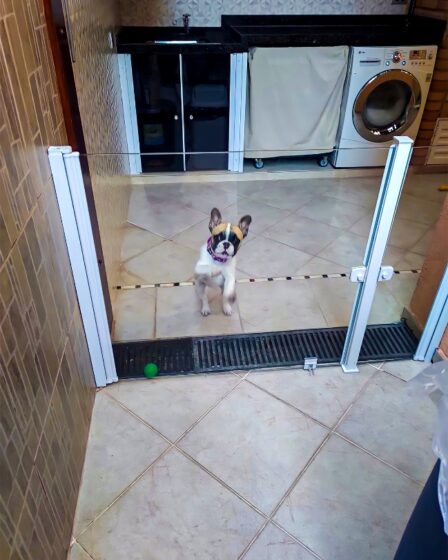 pets seguros