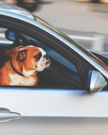 english bulldog inside vehicle