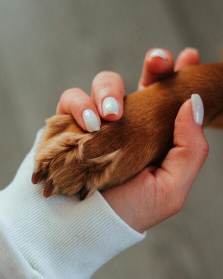 unrecognizable woman holding paw of dog