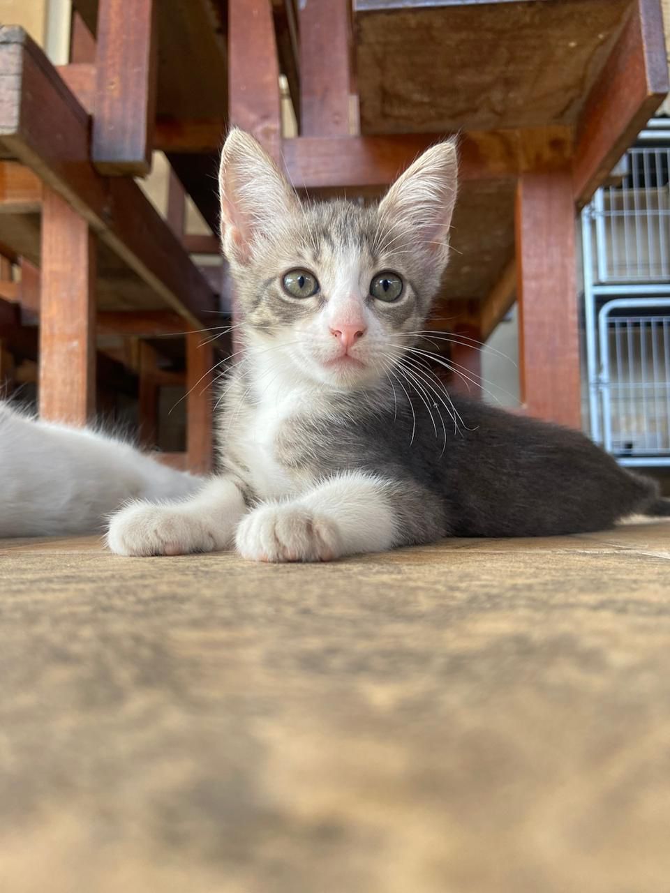 adote um pet caxias