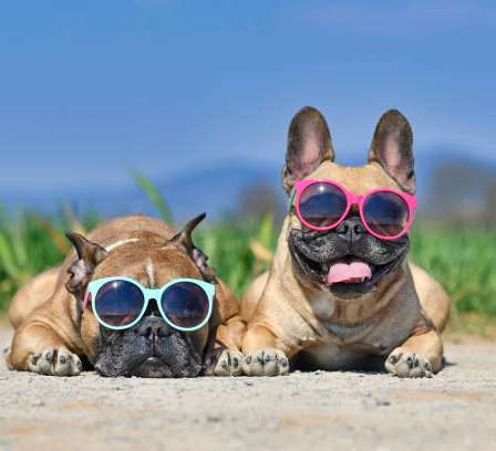 pet verão