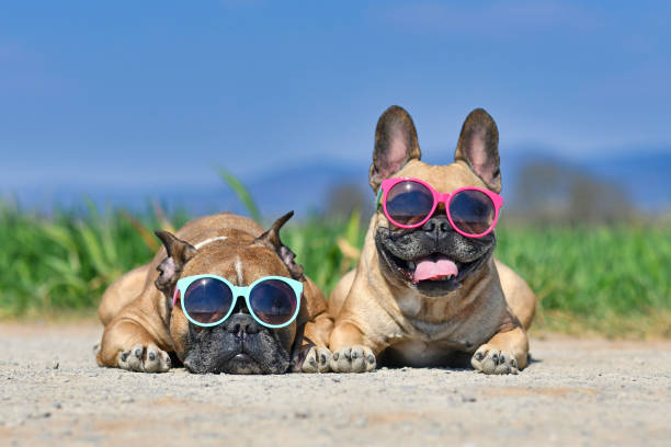 pet verão