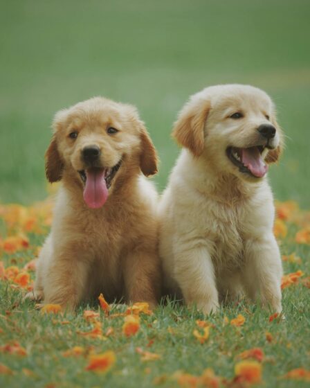 two yellow labrador retriever puppies