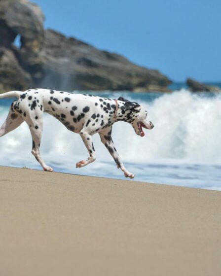 dalmatian running on samana beach dominican republic