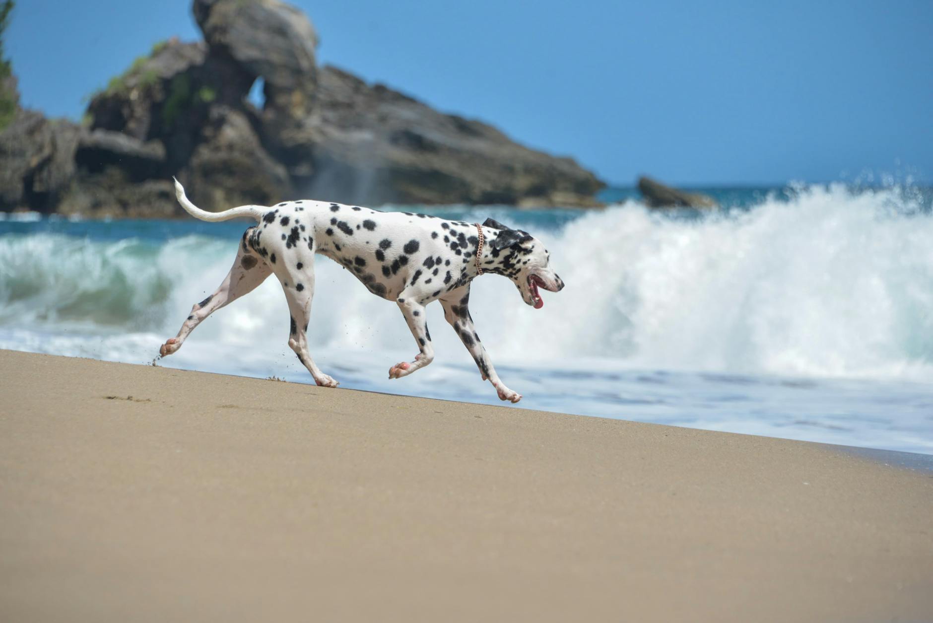 dalmatian running on samana beach dominican republic