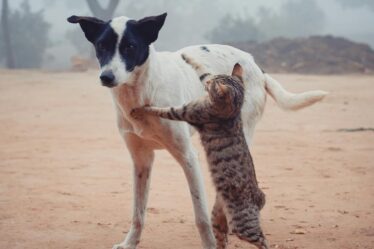 homeless cat fighting with dog on street