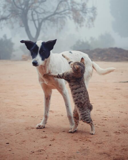 homeless cat fighting with dog on street