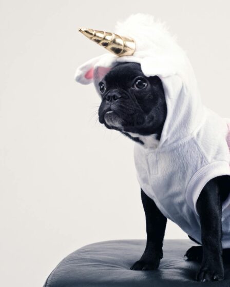 boston terrier wearing unicorn pet costume