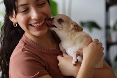 young woman laughing with her chihuahua indoors