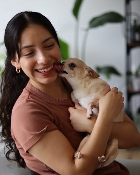 young woman laughing with her chihuahua indoors