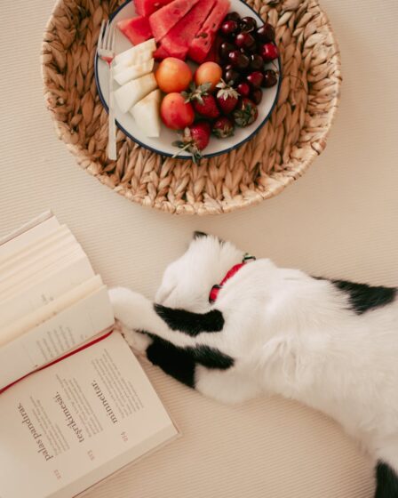 white and black cat touching open book