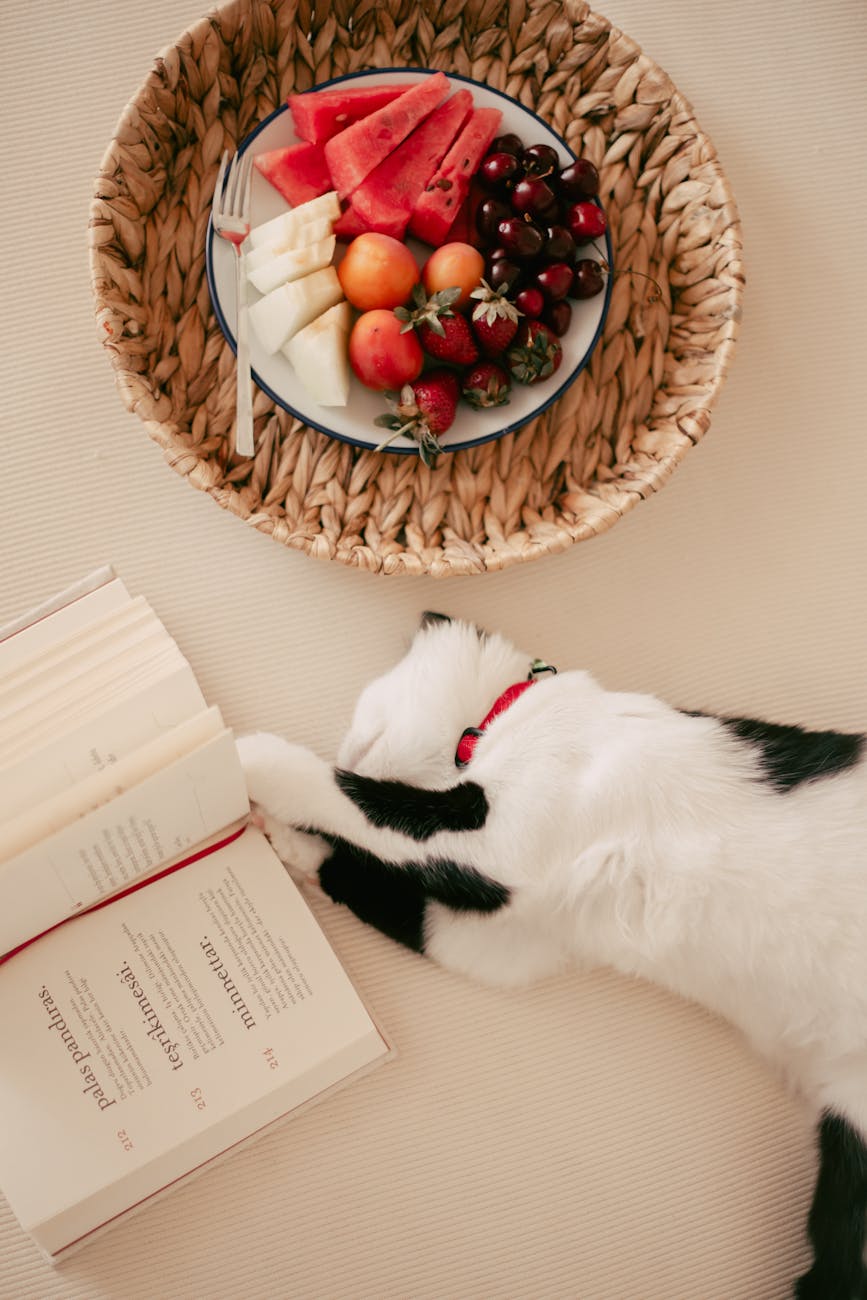 white and black cat touching open book