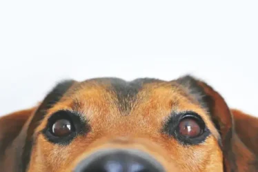 Alimentação para pets: como escolher a melhor ração para seu animal