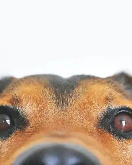 Alimentação para pets: como escolher a melhor ração para seu animal