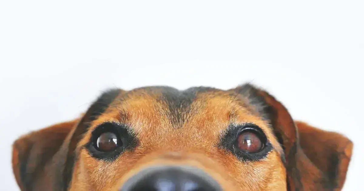 Alimentação para pets: como escolher a melhor ração para seu animal