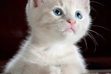 Gatos e suas necessidades: como entender e atender seu felino