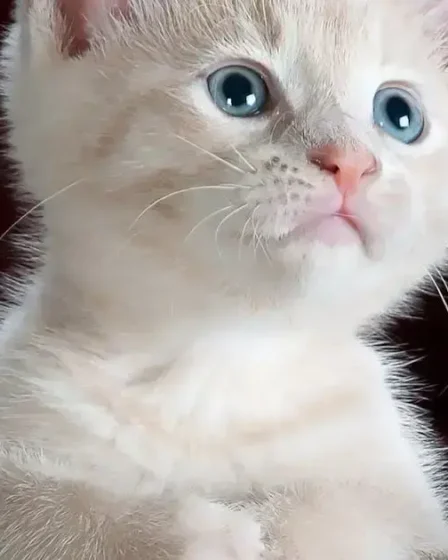 Gatos e suas necessidades: como entender e atender seu felino