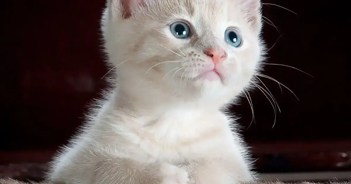 Como criar um ambiente ideal para gatos