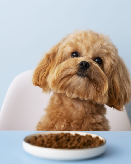 pet