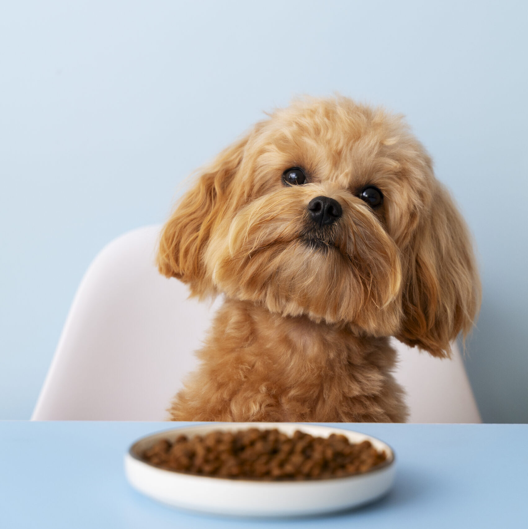 pet