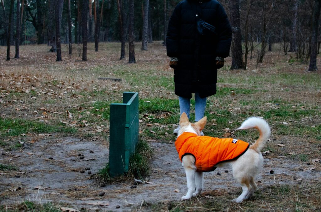 a dog that is standing in the grass