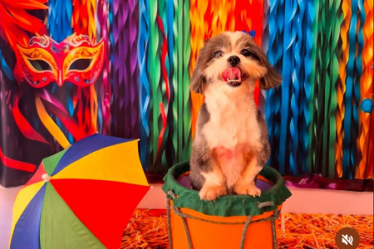 carnaval pet