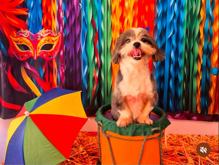carnaval pet
