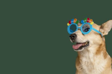 folia pet