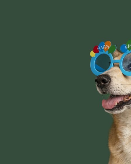 folia pet