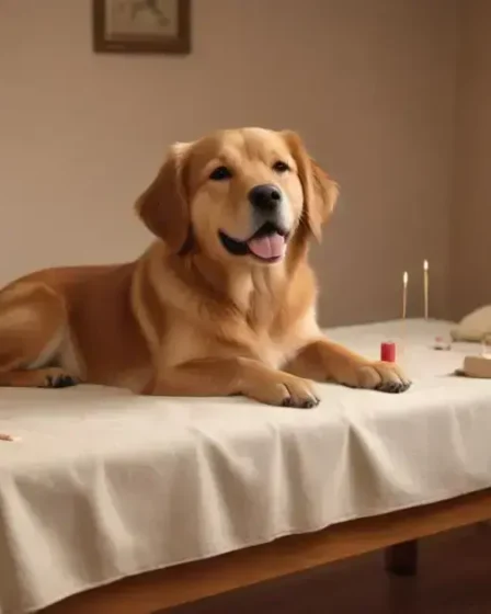 Terapias alternativas para pets