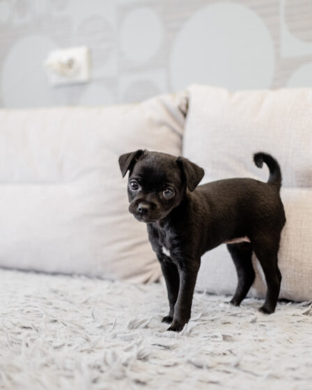 novo pet