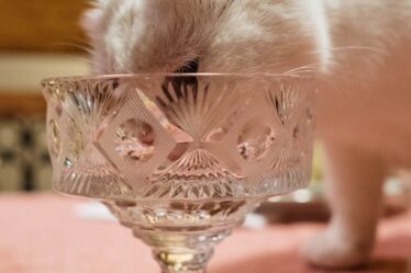 white cat licking a crystal glass