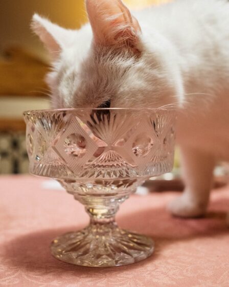 white cat licking a crystal glass