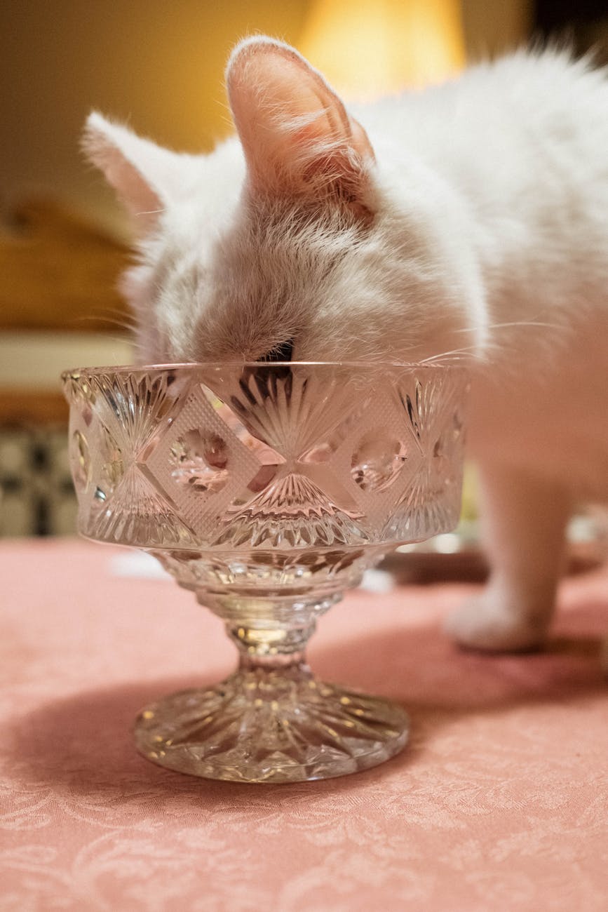 white cat licking a crystal glass