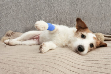 Leishmaniose Visceral Canina