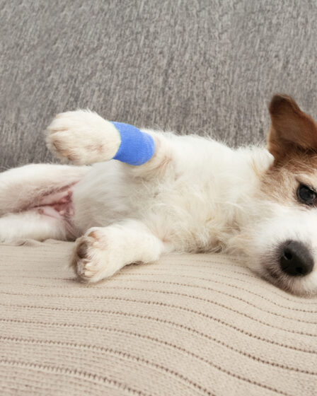 Leishmaniose Visceral Canina