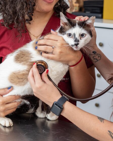 castração gato